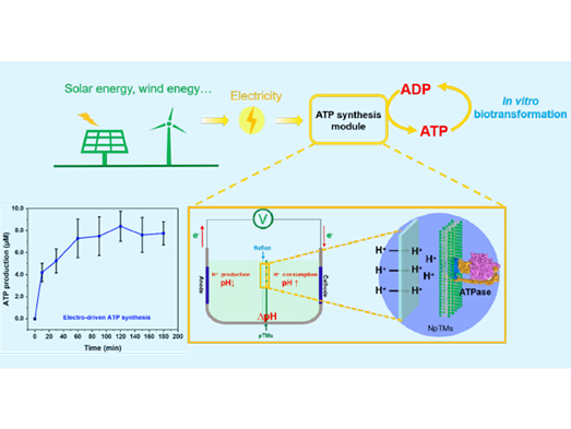  电能驱动腺苷三磷酸合成研究获进展