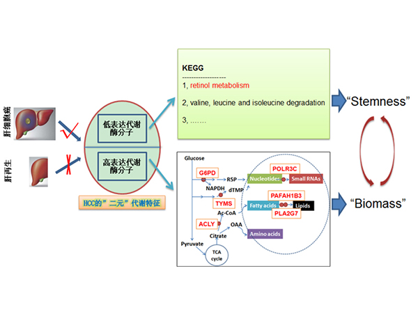 科学岛团队发现肝细胞癌治疗新靶点：代谢酶与维生素A衍生物联手或成抗癌新策略